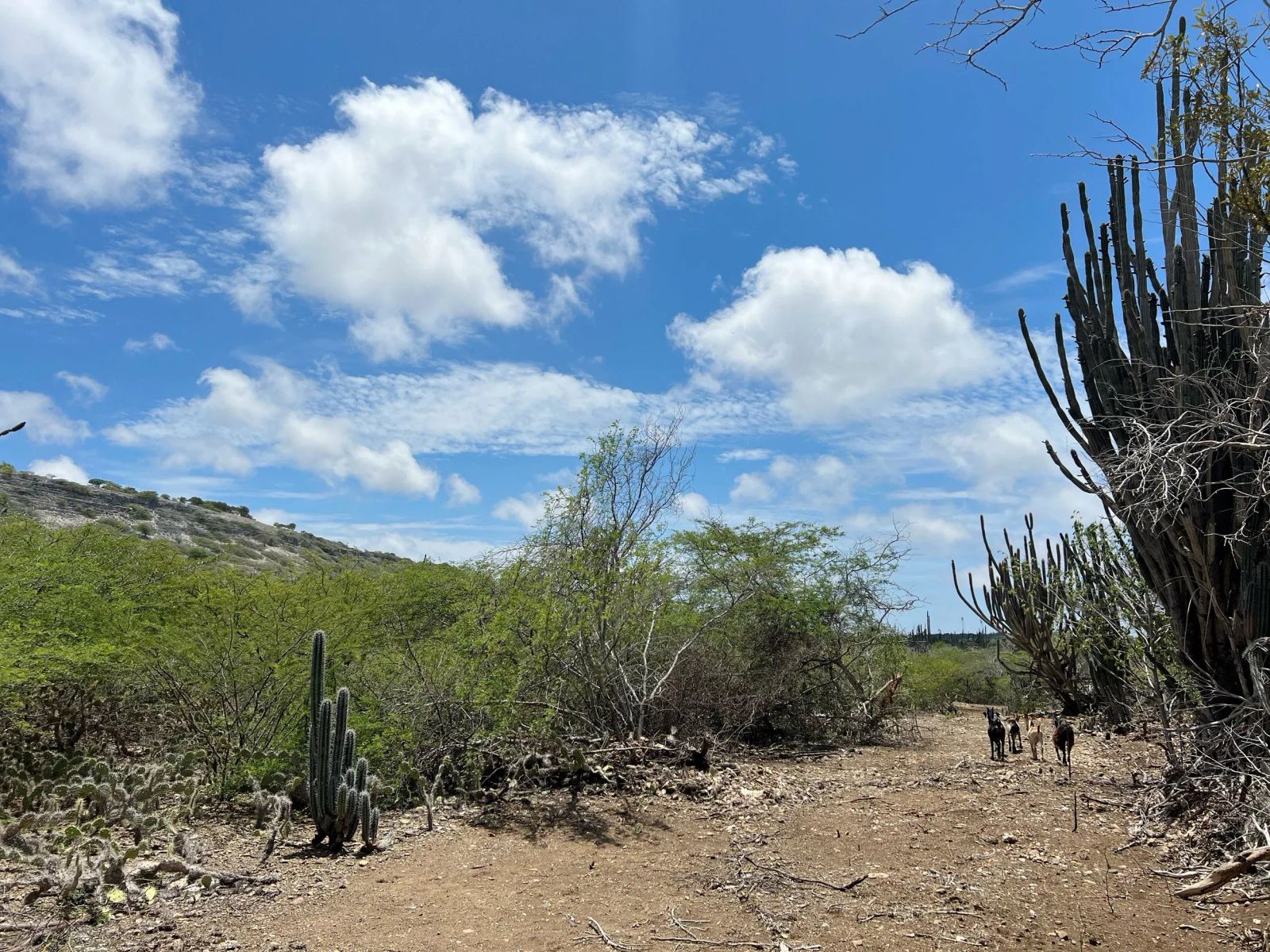 Lot in Bonaire — property image 4