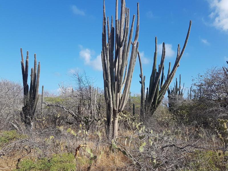Santa Clara 5-E-45 – Lot in Santa Clara